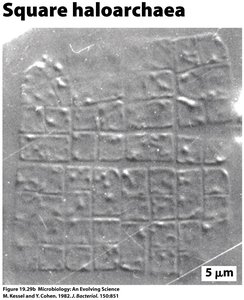 Square haloarchaea