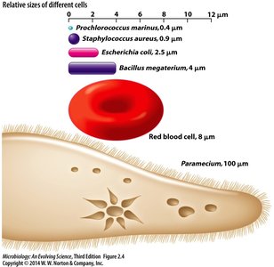 Relative sizes of different cells