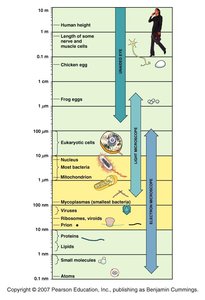 Relative scale of biological structures from atoms to human height