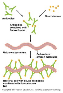 Immunofluorescence principle
