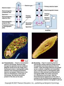 TEM and SEM principles and images