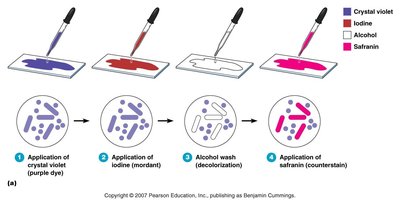 Gram stain steps 1-4