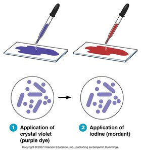 Gram stain steps 1-2