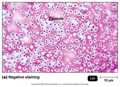 Negative staining of capsules