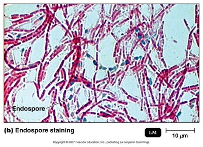 Endospore staining