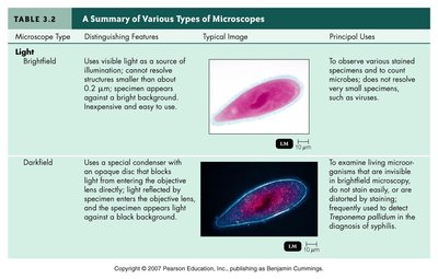 Brightfield microscopy image