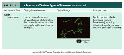 Fluorescence microscopy image