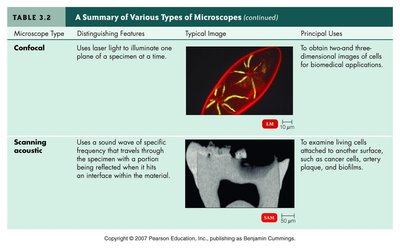 Confocal microscopy image
