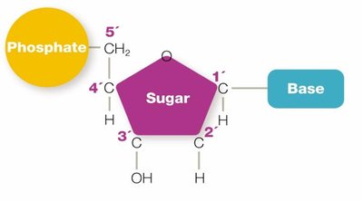Phosphodiester bond in DNA