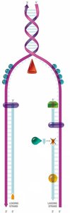 Leading and lagging strand synthesis
