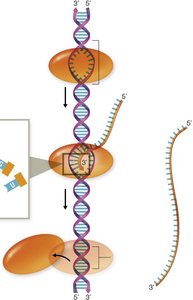 Transcription process: initiation, elongation, termination