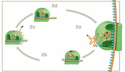 Translation elongation cycle