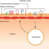 Cellular barriers to viral infection