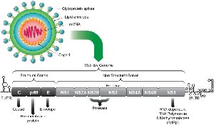 Actin remodeling in viral infection