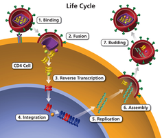 HIV life cycle showing binding to CD4 cell