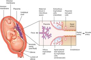 Placental anatomy and viral transmission