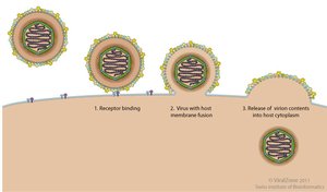 Membrane fusion entry of enveloped virus