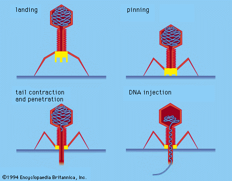 Bacteriophage DNA injection process