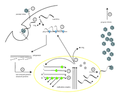 Viral replication and biosynthesis diagram
