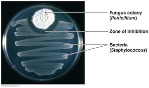 Penicillin effects on bacterial lawn
