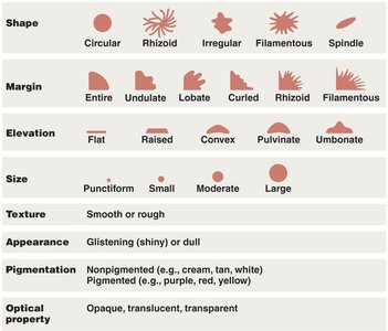 Colony morphology table