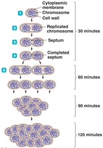 Binary fission steps