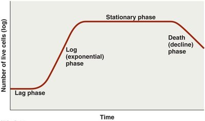 Microbial growth curve