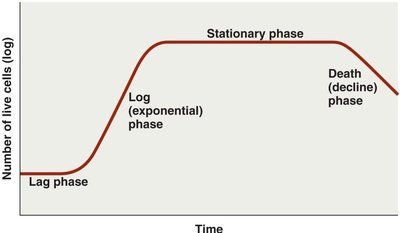 Microbial growth curve phases
