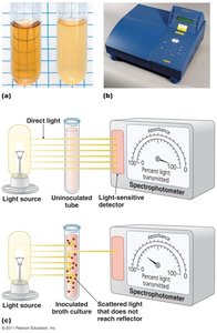 Spectrophotometer for measuring turbidity