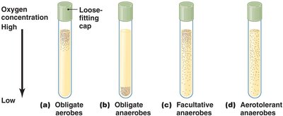 Oxygen requirements in test tubes