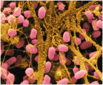 Serratia bacteria, rod-shaped, Gram-negative