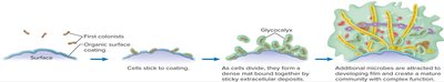 Biofilm formation process