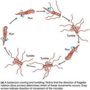 Bacterial running and tumbling