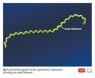 Axial filament in spirochete