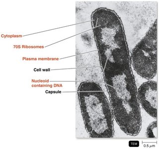 Bacterial cell wall structure