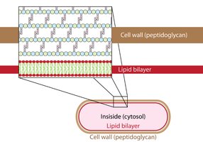 Bacterial cell wall structure