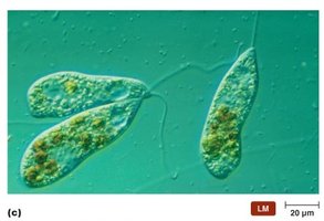 Protozoa with flagella