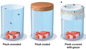 Spallanzani's broth experiment