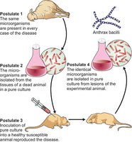 Bacterial colonies on agar