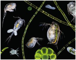 Microscopic pond organisms