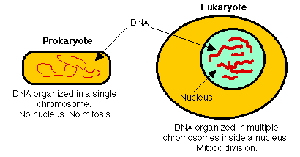 Diagram comparing prokaryotic and eukaryotic cells