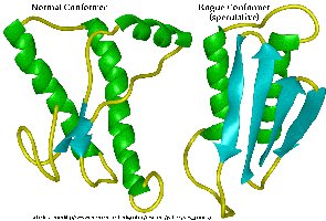 Normal and rogue prion protein structures