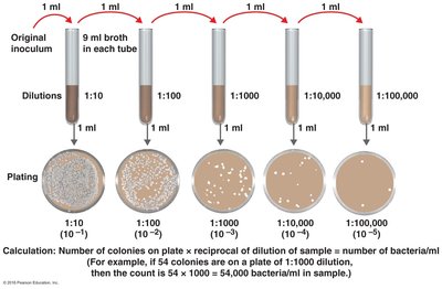 Serial dilutions and plate counts