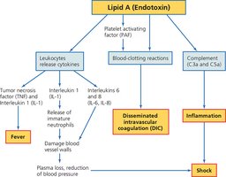 Lipid A endotoxin effects flowchart
