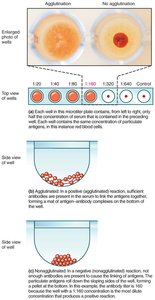 Measuring antibody titer with agglutination test