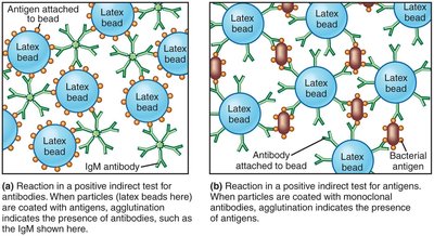 Indirect agglutination tests