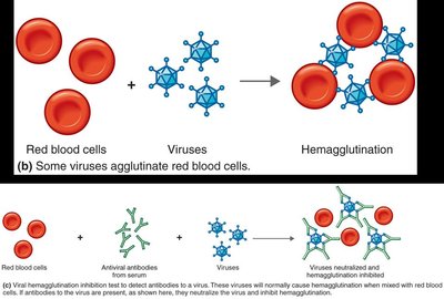 Hemagglutination and inhibition