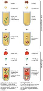 Complement-fixation test