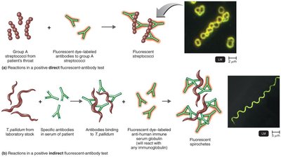 Fluorescent-antibody techniques