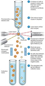 Fluorescence-activated cell sorter (FACS)